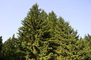 Spruce tree on the mountains. Spruce forest on a sunny summer day.