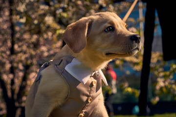 Cute dog in official suit with sakura blooming flowers on the back