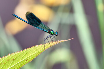 Gebänderte Prachtlibelle ( Calopteryx splendens ).
