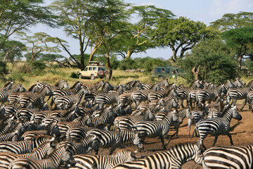 Zebra migration in Serengeti