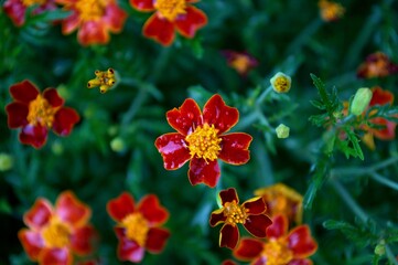 Bright red and yellow flowers in the foreground.