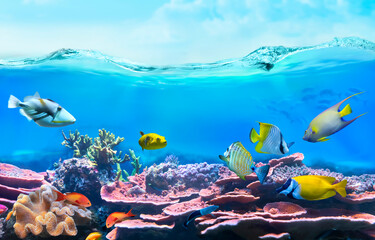 Colorful tropical fish in shallow coastal waters. Life in a coral reef - rabbitfish. Animals of the...