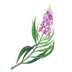 Fototapeta na wymiar Branch of pink fireweed isolated on white background. Watercolor hand drawing illustration. Willowherb for healthy tea.