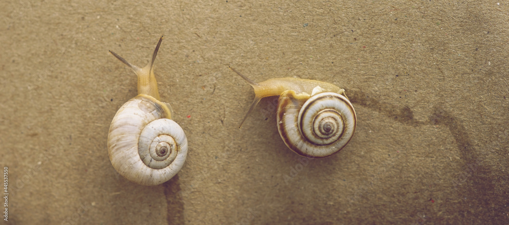 Wall mural Two snails crawling on a brown wall.