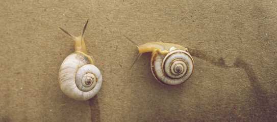 Two snails crawling on a brown wall.