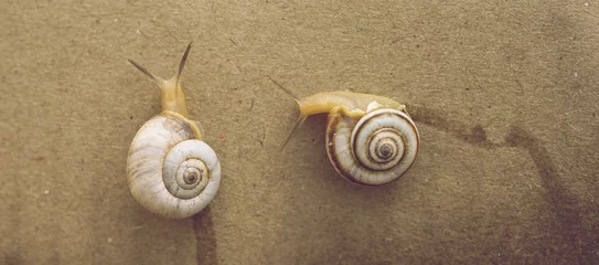Poster Two snails crawling on a brown wall. © Omega