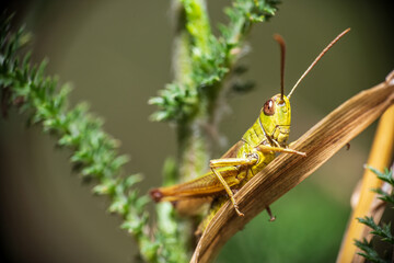 Grashüpfer auf einer Pflanze