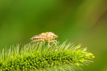  Dolycoris baccarum Linnaeus,  sloe bug