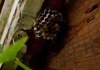 Vespiary. Four wasps.