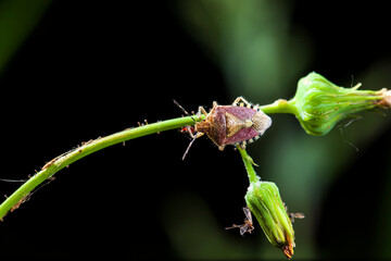  Dolycoris baccarum Linnaeus,  sloe bug