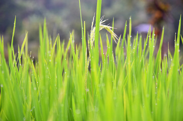 Obraz premium Close up of rice beans in the rice field