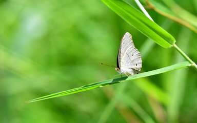 Colorful butterfly stand on the plant during a sunny day