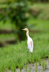 Great White Heron bird playing and hunting the food at the ricefield