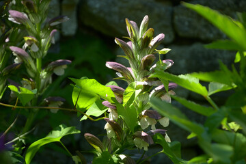 Focus on a stem plant with pale purple flowers.