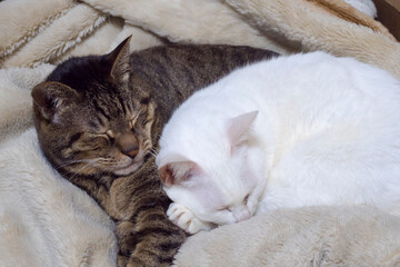 並んで寝ている兄妹猫