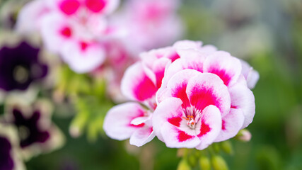 Obraz na płótnie Canvas Close-up photos of beautiful flowers in a flower garden