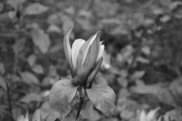 Picture of a plant in black and white, in a garden.