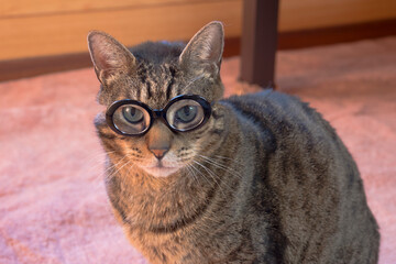 勉強得意そうなメガネ猫