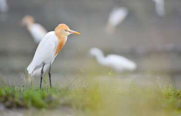 Great White Heron bird playing and hunting the food at the ricefield