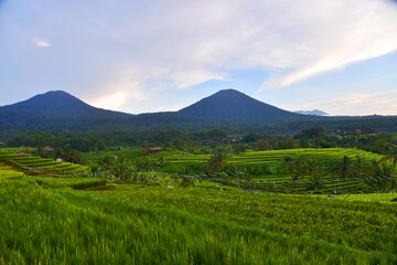 Fototapeta premium Jatiluwih rice terrace at early morning with beautiful sky