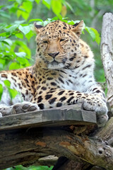 Amurleopard ( Panthera pardus orientalis ).