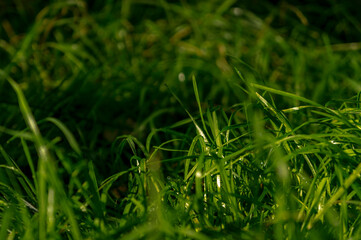 Abstract background blur of juicy green grass close up in high contrast