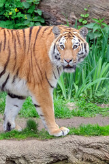 Sibirischer Tiger ( Panthera tigris altaica ).