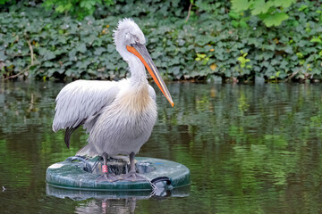 Krauskopfpelikan ( Pelecanus crispus ).