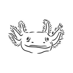 Vector antique engraving illustration of axolotl salamander isolated on white background