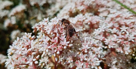 
bee on flowers