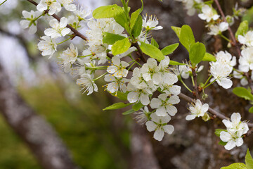 Fleurs de cerisier