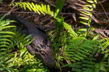 The African dwarf crocodile, in a swampy forest region