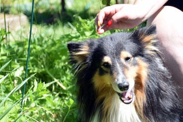 Sheltie dog sits next to the owner.