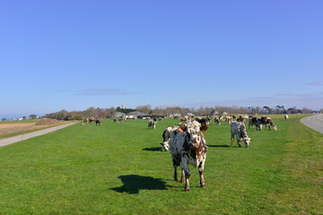 Vache d'accueil à l'entrée de Quiberville (76860), département de la Seine-Maritime en région Normandie, France