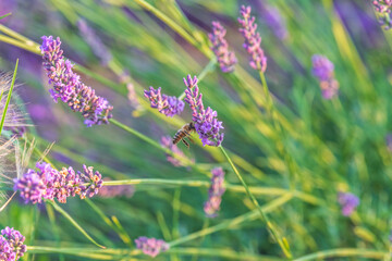 flowers of lavender