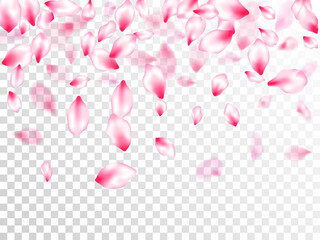 Pink sakura petals confetti flying and falling