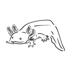 Vector antique engraving illustration of axolotl salamander isolated on white background