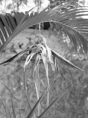 Oiseau tressé en noir et blanc, suspendu en Nouvelle Calédonie