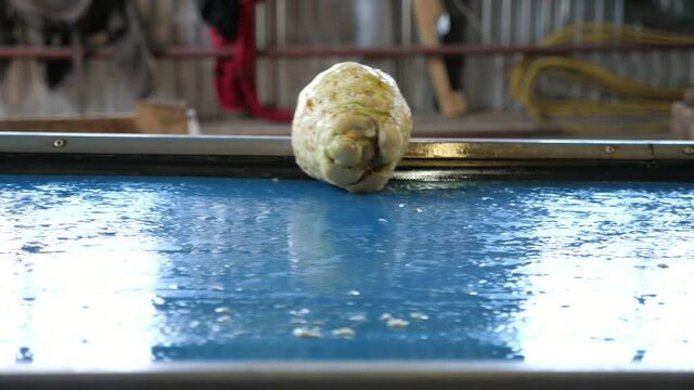 Fresh celery roots running on a flat plastic conveyor line in agricultural plant  