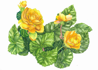 bouquet of yellow begonia
