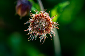 Geum rivale flower in forest, close up	