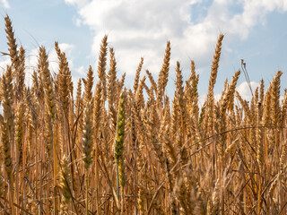 Golden wheat field against the background of the summer sky.
