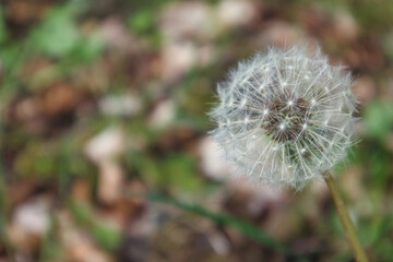 Closeup view of a dandelion