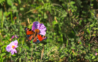 Peacock Butterfly on Plant - Inachis io