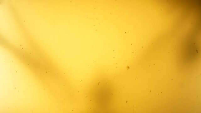 Fermenting honey in a glass bottle with carbonated bubbles fizzing and yeast taking visible shape within, also influenced by intentional lighting.