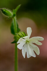 Silene latifolia growing in the forest, macro	