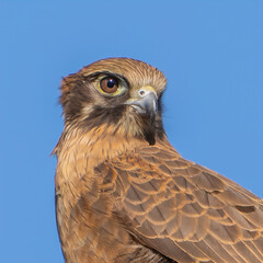 Australian brown Falcom