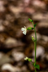 Silene latifolia growing in the forest, close up shoot