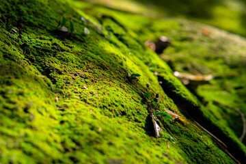 blured close up moss texture in sunlight, Minimal summer exotic concept with copy space.