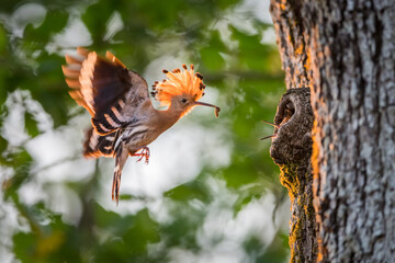 La huppe fasciée © VALDET